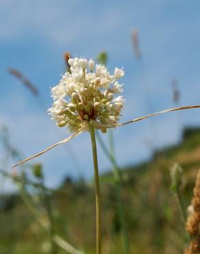 Fotografia 7 da espécie Allium pallens no Jardim Botânico UTAD