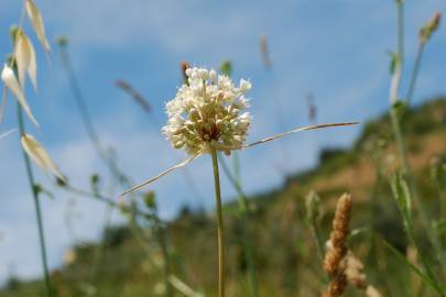 Fotografia da espécie Allium pallens