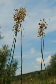 Fotografia da espécie Allium pallens