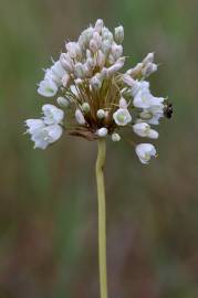 Fotografia da espécie Allium pallens