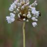 Fotografia 9 da espécie Allium pallens do Jardim Botânico UTAD