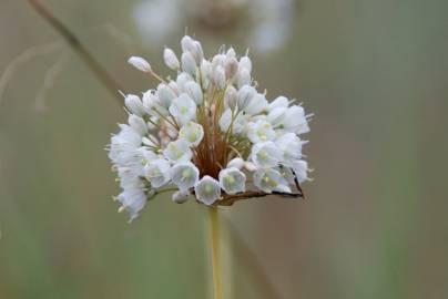 Fotografia da espécie Allium pallens