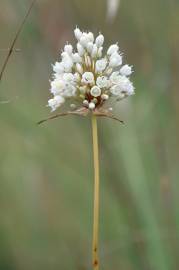 Fotografia da espécie Allium pallens