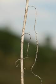 Fotografia da espécie Allium pallens