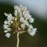 Fotografia 13 da espécie Allium pallens do Jardim Botânico UTAD