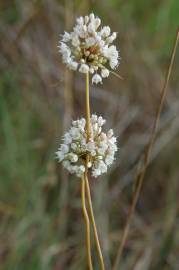 Fotografia da espécie Allium pallens