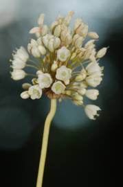 Fotografia da espécie Allium pallens