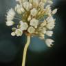 Fotografia 15 da espécie Allium pallens do Jardim Botânico UTAD