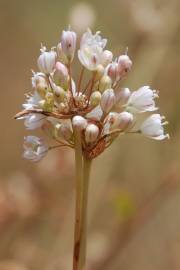 Fotografia da espécie Allium pallens