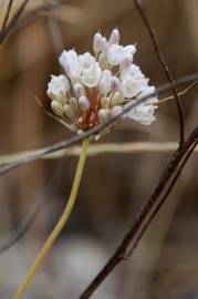 Fotografia da espécie Allium pallens