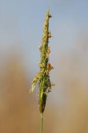 Fotografia da espécie Alopecurus myosuroides