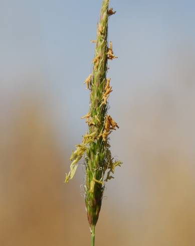 Fotografia de capa Alopecurus myosuroides - do Jardim Botânico