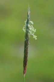 Fotografia da espécie Alopecurus myosuroides