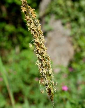 Fotografia 5 da espécie Alopecurus myosuroides no Jardim Botânico UTAD