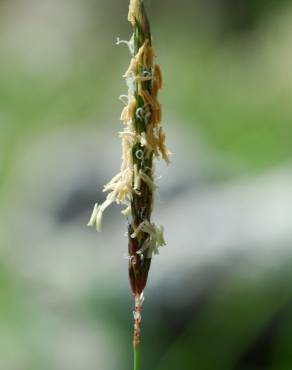 Fotografia 6 da espécie Alopecurus myosuroides no Jardim Botânico UTAD