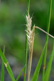 Fotografia da espécie Alopecurus myosuroides