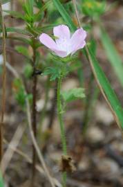 Fotografia da espécie Althaea hirsuta