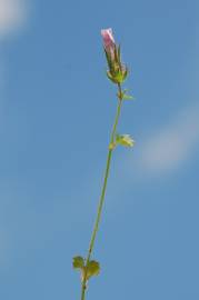 Fotografia da espécie Althaea hirsuta