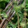 Fotografia 10 da espécie Althaea hirsuta do Jardim Botânico UTAD