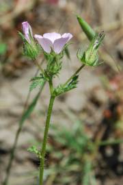 Fotografia da espécie Althaea hirsuta