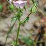 Fotografia 11 da espécie Althaea hirsuta do Jardim Botânico UTAD