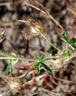 Fotografia 12 da espécie Althaea hirsuta no Jardim Botânico UTAD