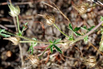 Fotografia da espécie Althaea hirsuta