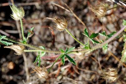 Fotografia da espécie Althaea hirsuta