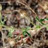 Fotografia 12 da espécie Althaea hirsuta do Jardim Botânico UTAD