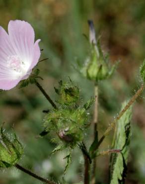 Fotografia 14 da espécie Althaea hirsuta no Jardim Botânico UTAD