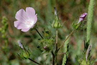 Fotografia da espécie Althaea hirsuta