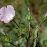 Fotografia 14 da espécie Althaea hirsuta do Jardim Botânico UTAD