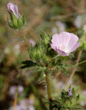 Fotografia 15 da espécie Althaea hirsuta no Jardim Botânico UTAD