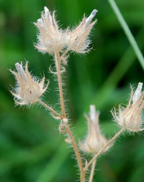 Fotografia 16 da espécie Althaea hirsuta no Jardim Botânico UTAD