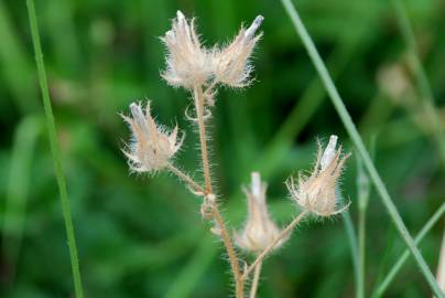 Fotografia da espécie Althaea hirsuta