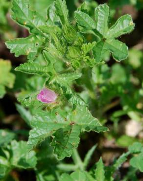 Fotografia 17 da espécie Althaea hirsuta no Jardim Botânico UTAD