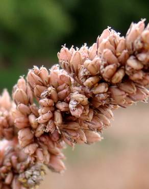 Fotografia 4 da espécie Amaranthus deflexus no Jardim Botânico UTAD