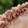 Fotografia 4 da espécie Amaranthus deflexus do Jardim Botânico UTAD