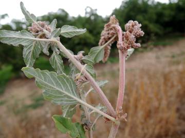 Fotografia da espécie Amaranthus deflexus