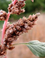 Amaranthus deflexus