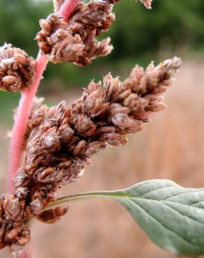 Fotografia 1 da espécie Amaranthus deflexus no Jardim Botânico UTAD