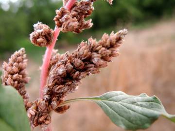 Fotografia da espécie Amaranthus deflexus