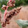 Fotografia 1 da espécie Amaranthus deflexus do Jardim Botânico UTAD