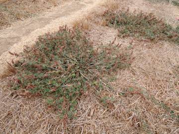 Fotografia da espécie Amaranthus deflexus