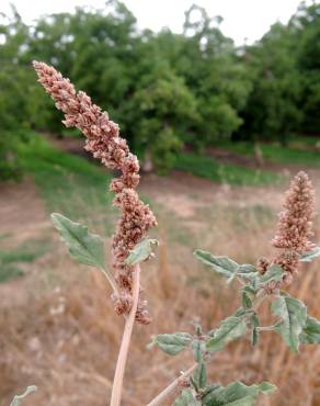 Fotografia 8 da espécie Amaranthus deflexus no Jardim Botânico UTAD