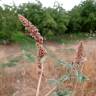 Fotografia 8 da espécie Amaranthus deflexus do Jardim Botânico UTAD