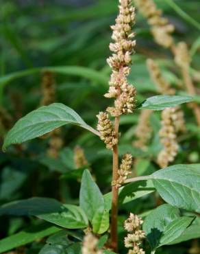 Fotografia 10 da espécie Amaranthus deflexus no Jardim Botânico UTAD