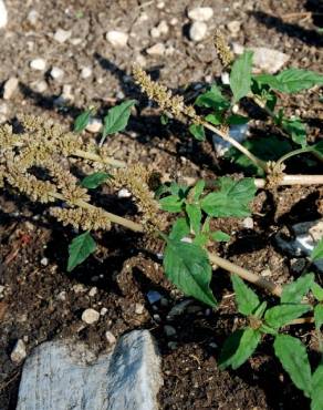 Fotografia 11 da espécie Amaranthus deflexus no Jardim Botânico UTAD