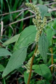 Fotografia da espécie Amaranthus deflexus