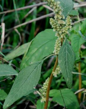 Fotografia 12 da espécie Amaranthus deflexus no Jardim Botânico UTAD